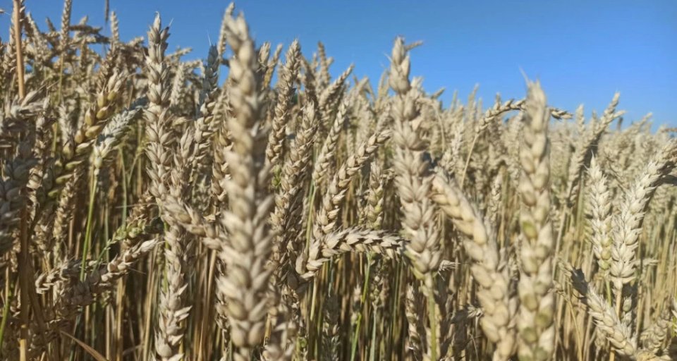 В ФАО сообщили, что урожай зерновых в мире сократится в этом сезоне на 1,7%