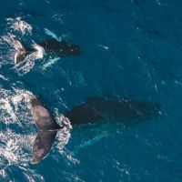 Николас Мертен: «Рост активности китов — последний сигнал перед ралли биткоина»