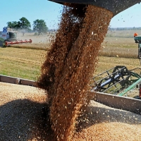 В России запретят экспорт сахара и зерна до осени